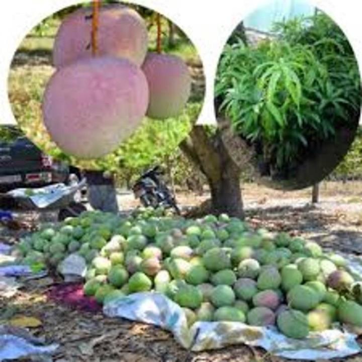 CÂY GIỐNG XOÀI TÍM SIÊU QUẢ
