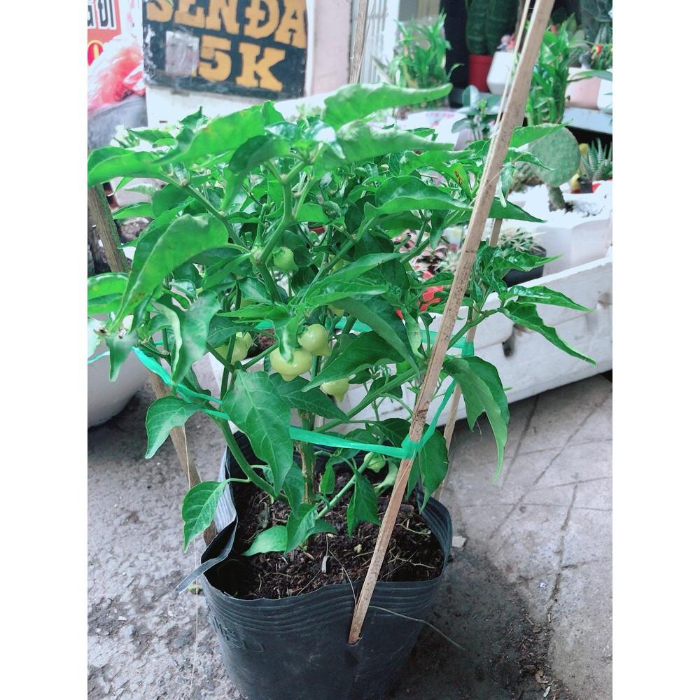 Chậu Ớt Kiểng Biquinho Độc Lạ Ăn Được