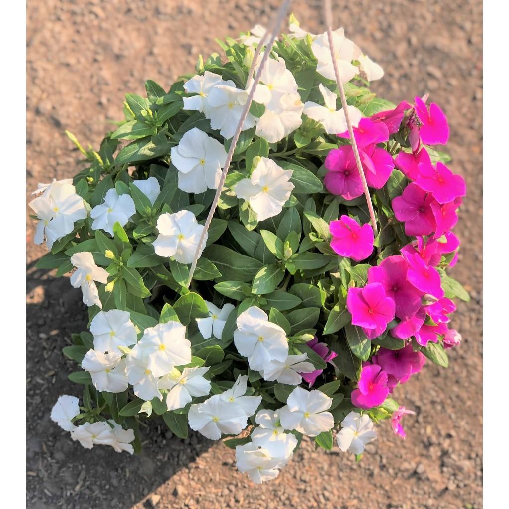 Chậu treo dừa cạn siêu bông DC 1