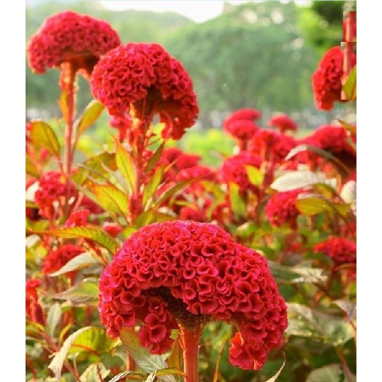 Hạt giống hoa màu gà búa mix màu - gói 100 hạt