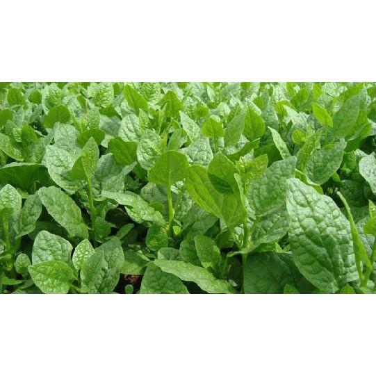 Hạt giống mồng tơi cao sản gói 20gr