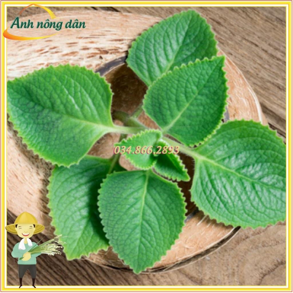 Gói 0,1g Hạt giống rau húng chanh giống tốt, dễ chăm sóc, năng suất cao - Anh nông dân chính hiệu