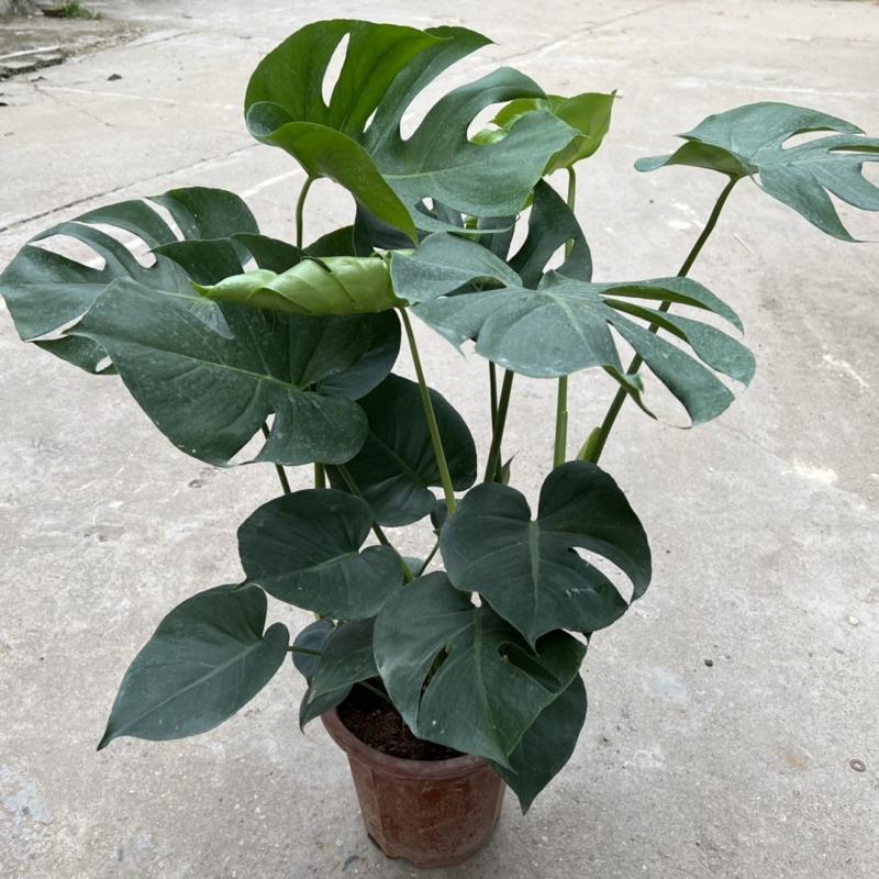 Cây trầu bà nam mỹ Monstera cao 50cm, nhánh lá xum xuê xanh tươi quanh năm, cây phong thuỷ trồng nội thất, sân vườn