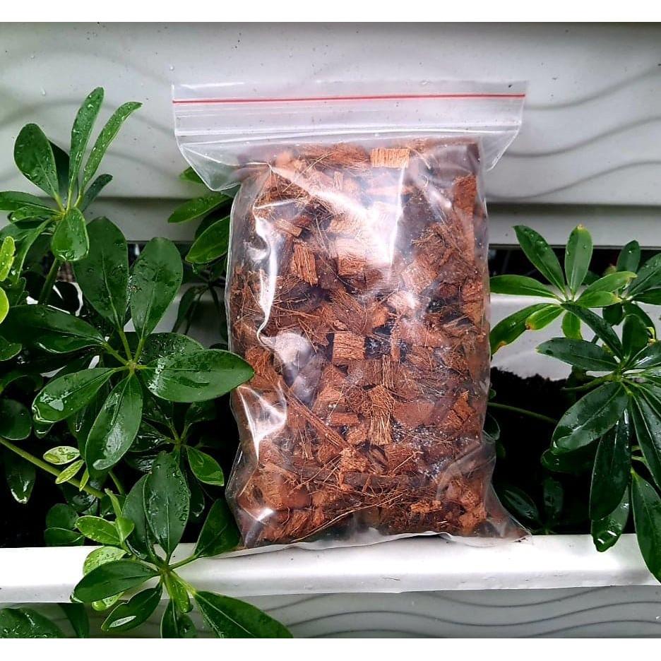 1kg dừa cục đủ loại lớn nhỏ trồng lan siêu tốt, trồng kiểng lá monstera các loại cung cấp chất dinh dưỡng cho cây