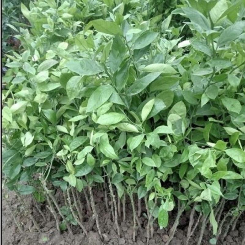 Cây giống chanh vàng Mỹ siêu quả, quả to mọng nước