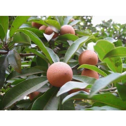 CÂY GIỐNG HỒNG XIÊM TRỒNG CHẬU ĐANG RA BÔNG hoặc CÓ QUẢ CAO 2M
