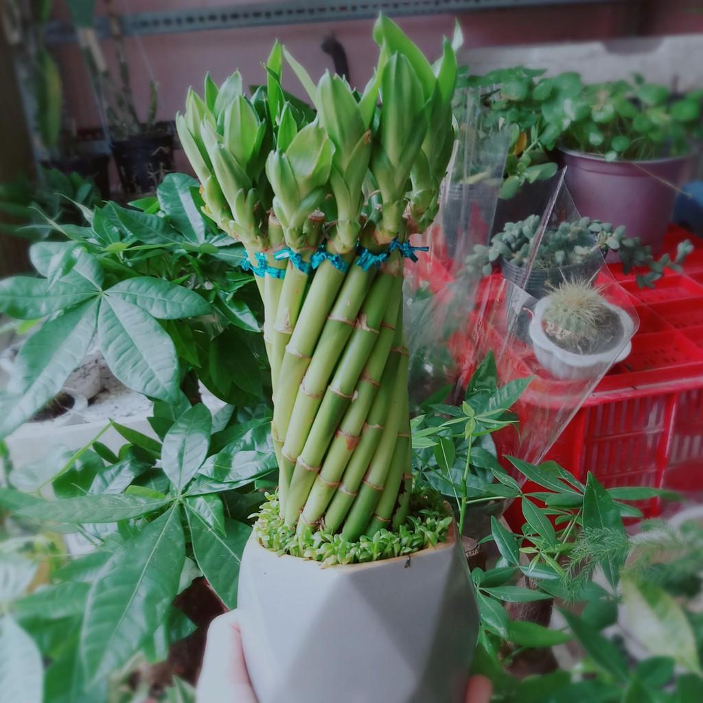 Chậu trúc phát tài 2 Bán Chạy