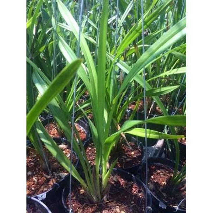 Vỏ thông trông lan size nhỏ 0.5 cm dùng ươm lan, trồng địa lan 1kg