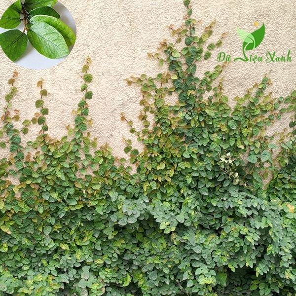 Cây thằn lằn bò leo tường - bầu to xum xuê
