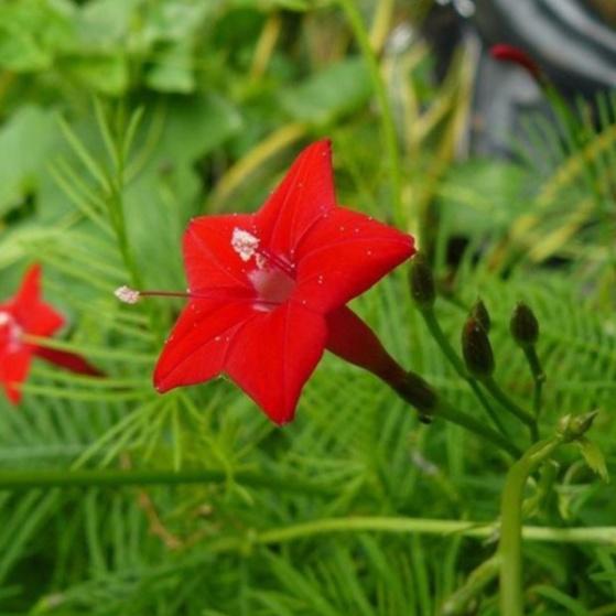 Combo 3 gói hạt giống hoa trồng ngắn ngày+bộ 20 viên nén ươm hạt kích thích hạt nảy mầm