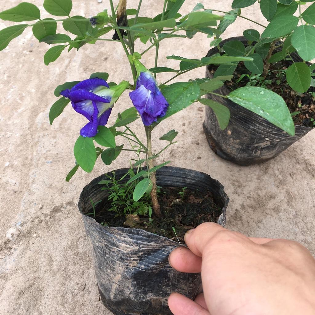 Cây Đậu Biếc Leo Giàn Trồng Sẵn Bầu Phát Triển Tốt