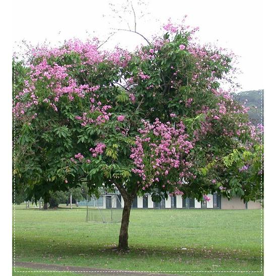 CÂY GIỐNG BẰNG LĂNG LÁ ỔI )