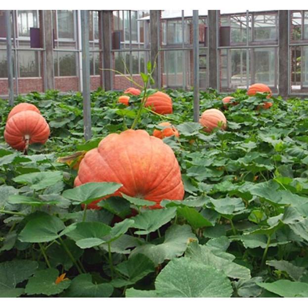 Hạt bí ngô siêu to khổng lồ