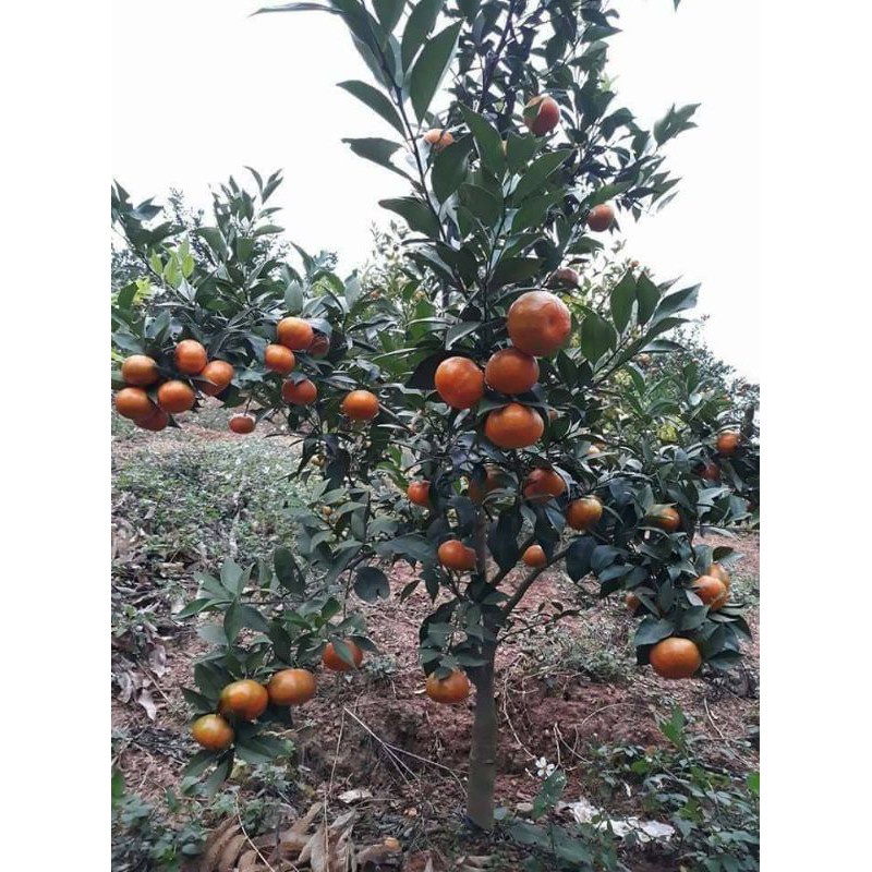 Cây giống quýt đường thái lan