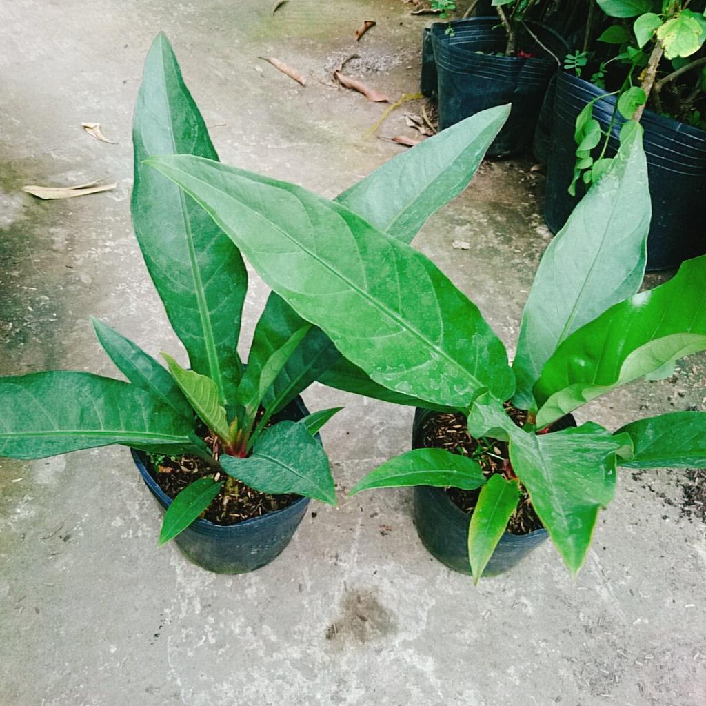 Cây Trầu Bà Đế Vương Ý - cây cảnh để bàn