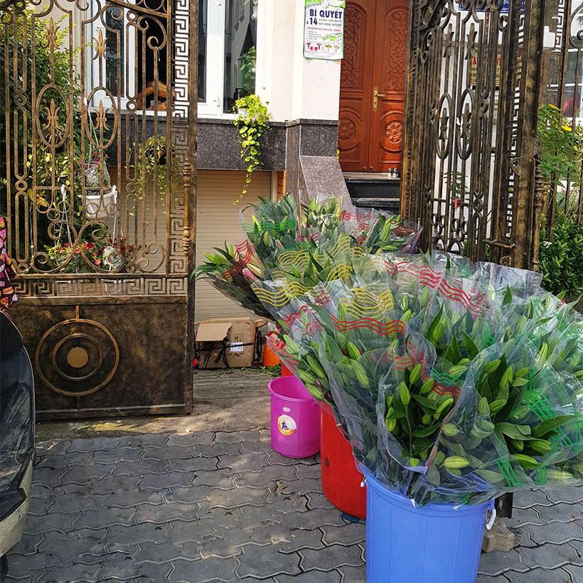 DUNG DỊCH BẢO QUẢN HOA LILY LÂU TÀN, KIỀM HOA KHÔNG NỞ VÀ “NGỦ ĐÔNG” TRÊN 15 NGÀY TẠI NHÀ VƯỜN TRỒNG HOA THEO CÔNG NGHỆ ISRAEL