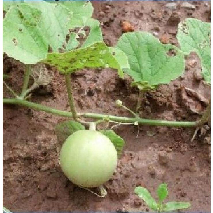 Hạt giống Dưa lê siêu ngọt dể trồng f1-gói 10 hạt/tặng kèm gói phân bón lót
