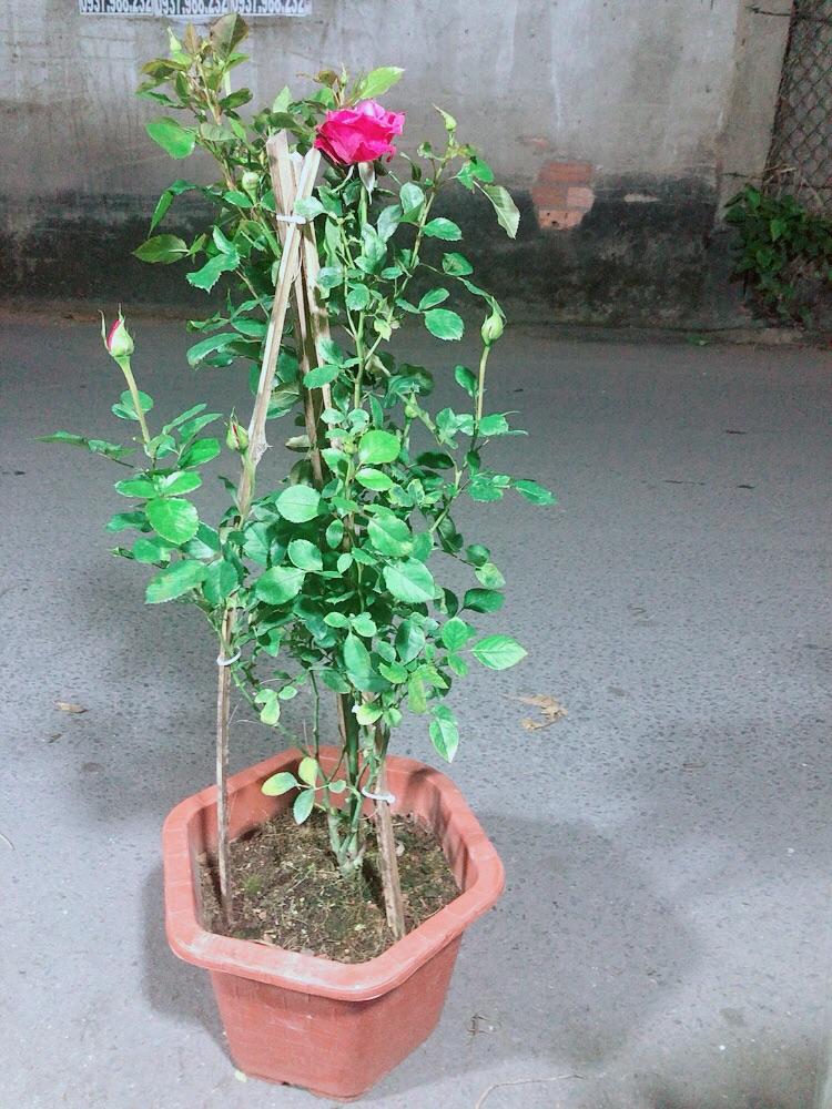 Chậu Hoa Hồng Leo