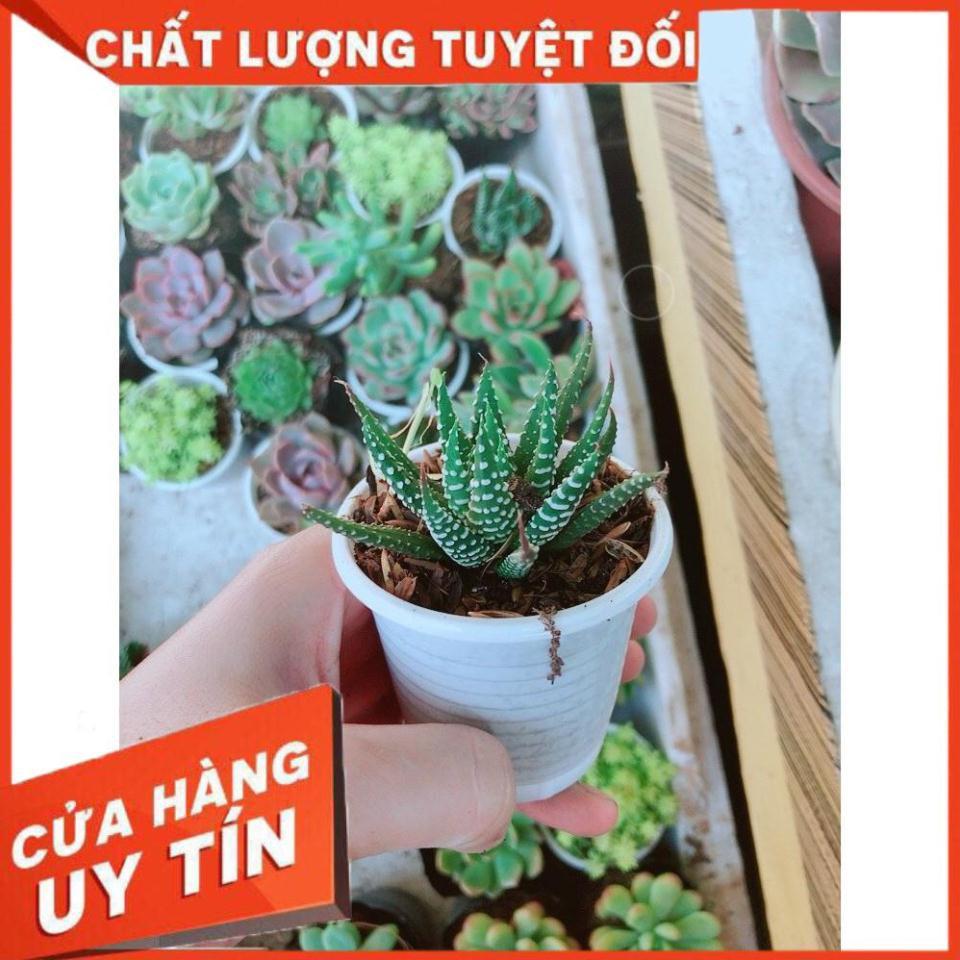 Combo 10 cây sen đá Nhiều Người Mua