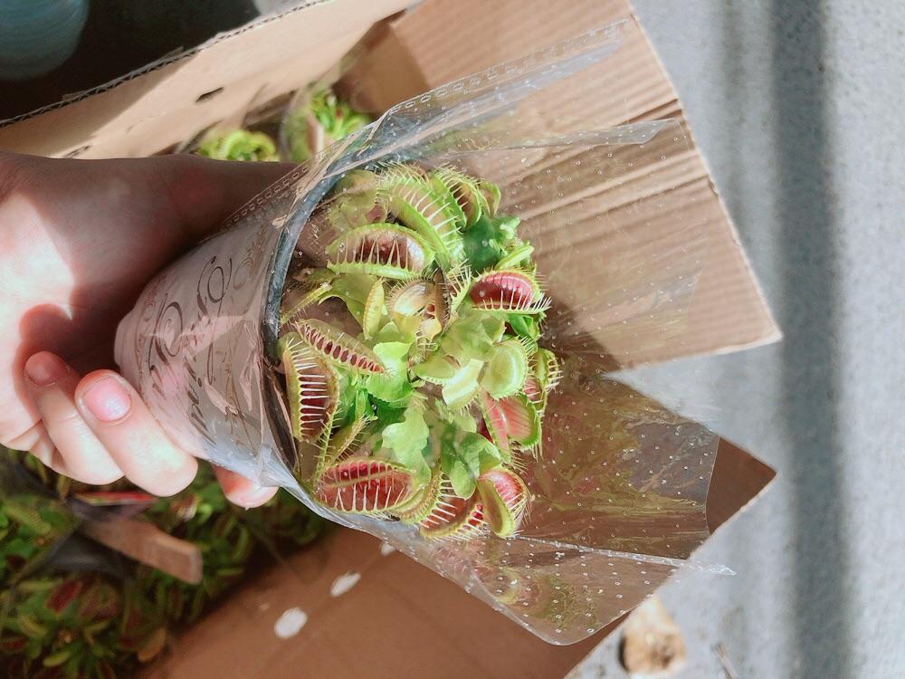 Cây Bắt Mồi Hàng Đẹp
