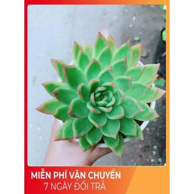 Sen Đá Viền Đỏ