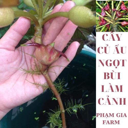 Cây Củ ấu ta vừa ăn củ vừa trồng thủy sinh đẹp