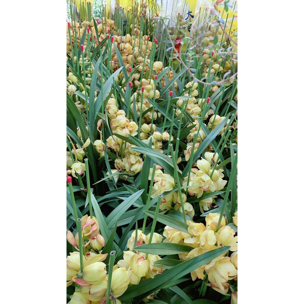 Bụi Địa Lan Lớn