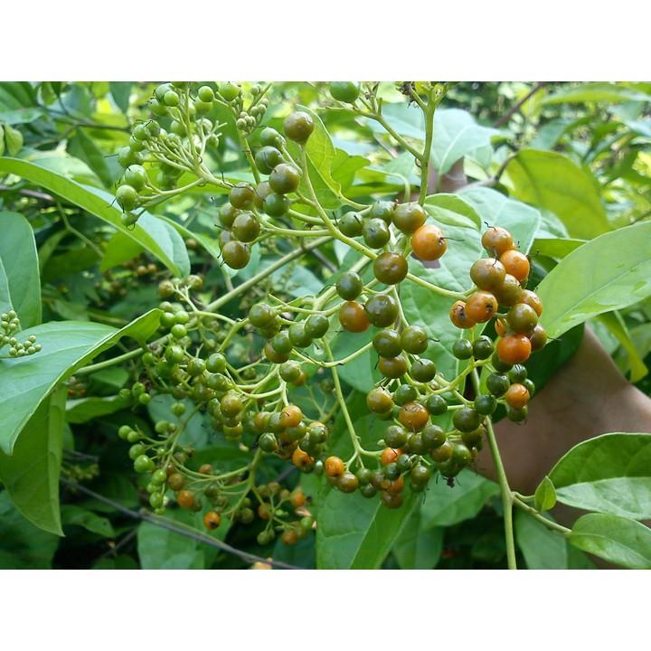 CHUẨN COMBO 2 CÂY GIỐNG XẠ ĐEN
