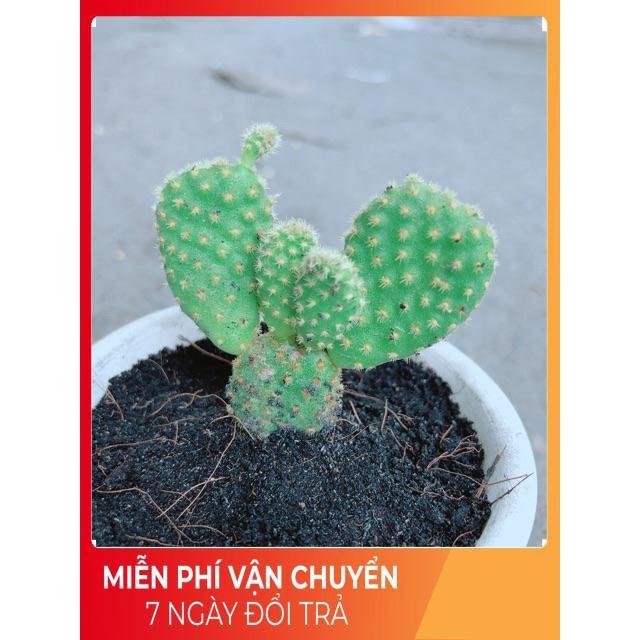 Chậu Xương Rồng Tai Thỏ Mini