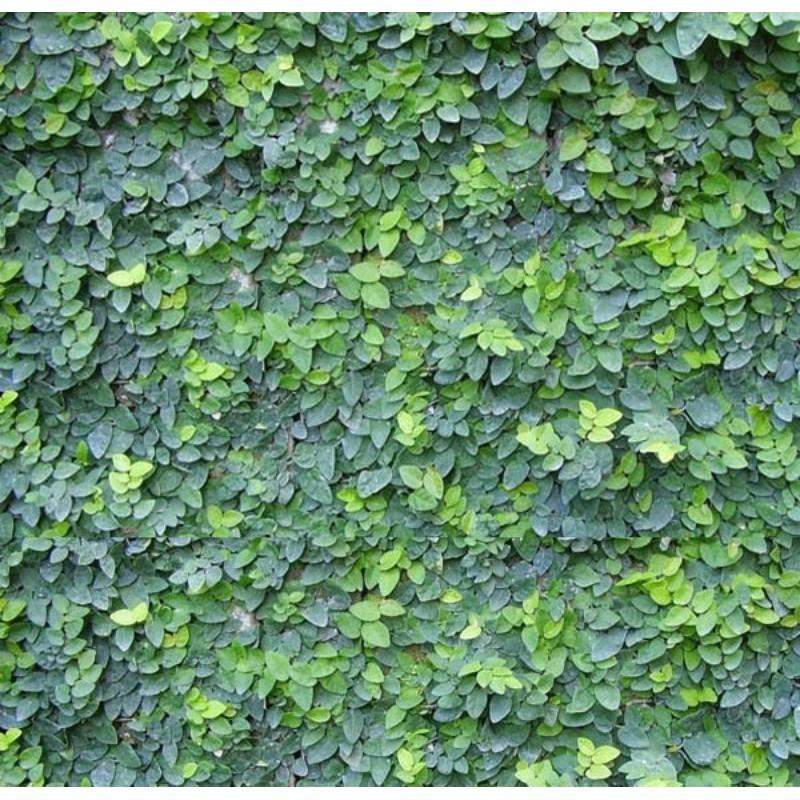 Combo 3 Bầu Cây Vảy Ốc Bám Tường