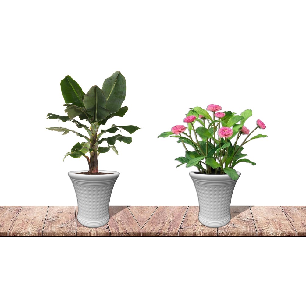 Chậu Nhựa Trắng Caro 3D - Chậu Caro Hình Loa, Sang Trọng, Bền Đẹp VTNN Nông Điền Trang