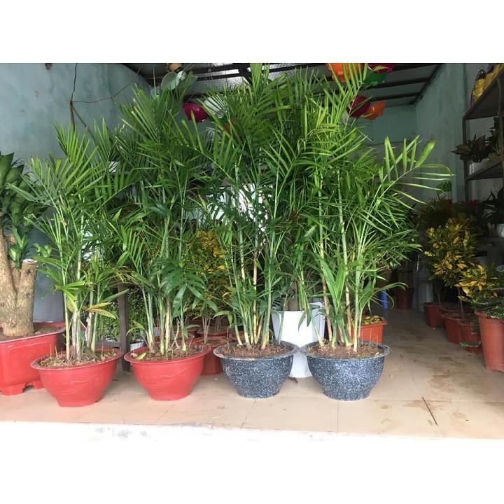 CÂY CAU HAWAI , CÂY NỘI THẤT, CÂY  PHONG THỦY MANG LẠI MAY MẮN TÀI LỘC CHO GIA CHỦ