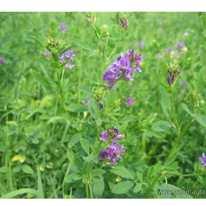 Hạt cỏ chăn nuôi ALFALFA Linh Lăng - Cỏ Họ Đậu - Hạt giống Cỏ Chăn Nuôi Trâu,bò,lợn,gà,cá.
