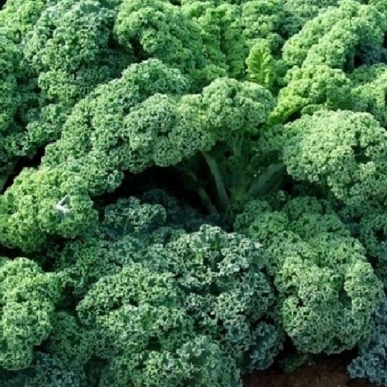 Gói 20 hạt . Hạt giống Cải xoan xanh Kale/tặng kèm gói phân bón lót