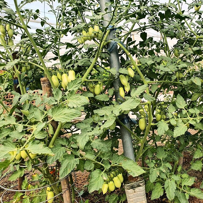 Hạt giống cà chua trái cây Gana 533 - CHỊU NHIỆT DỄ TRỒNG