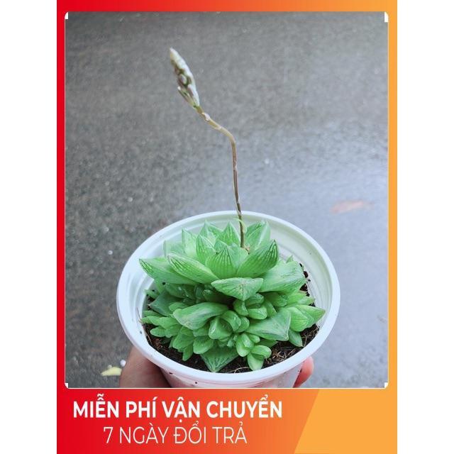 Sen Đá Size Trung 45k