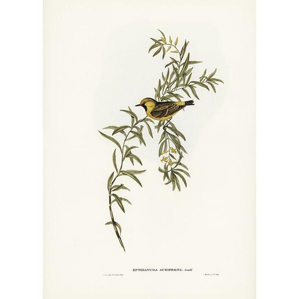 Tranh canvas vintage - Chim ăn mật (Ephthianura aurifrons) - BVT-46