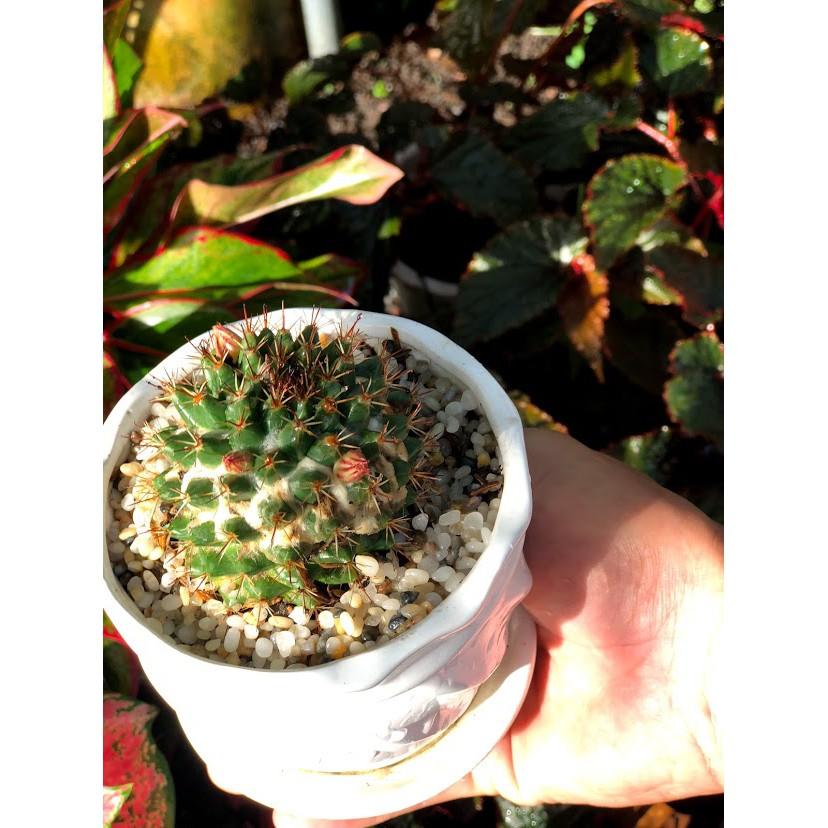 Chậu Sứ Xương Rồng Nhím Hồng