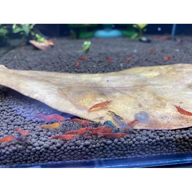 Thức ăn cho Tép , cá - Tảo Viên