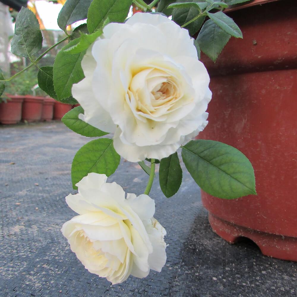 Hoa hồng ngoại Claire Austin Rose 2021 cực Hot