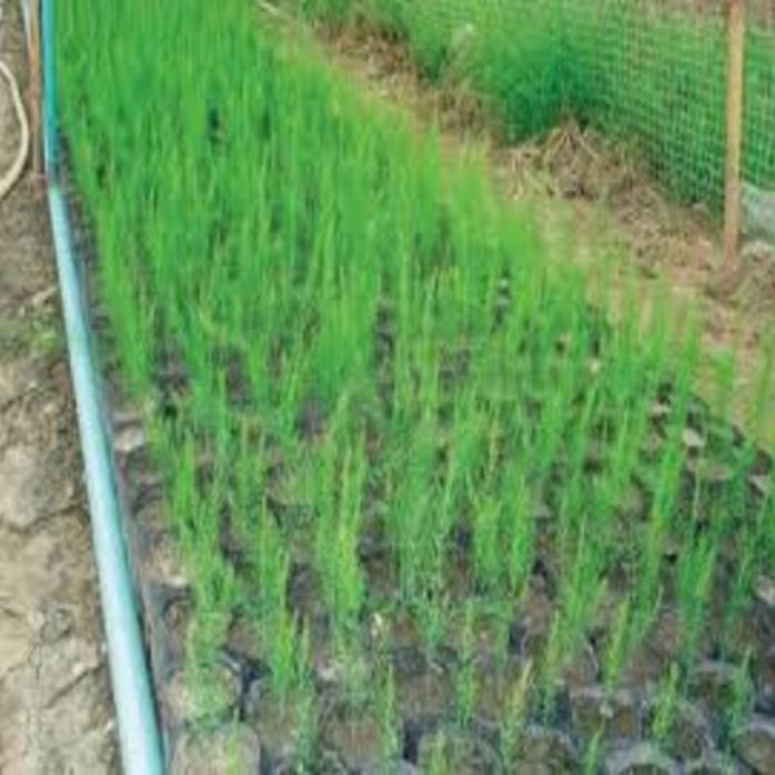 Cây giống măng tây xanh bầu giống