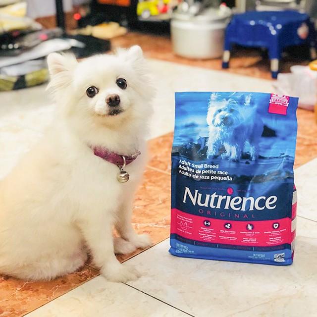 Thức Ăn Cho Chó Phốc Nutrience Original Bao 2,5kg Dầu Cá Hồi Da Lông Bóng Mượt - Thịt Gà, Rau Củ Quả, Trái Cây Tự Nhiên