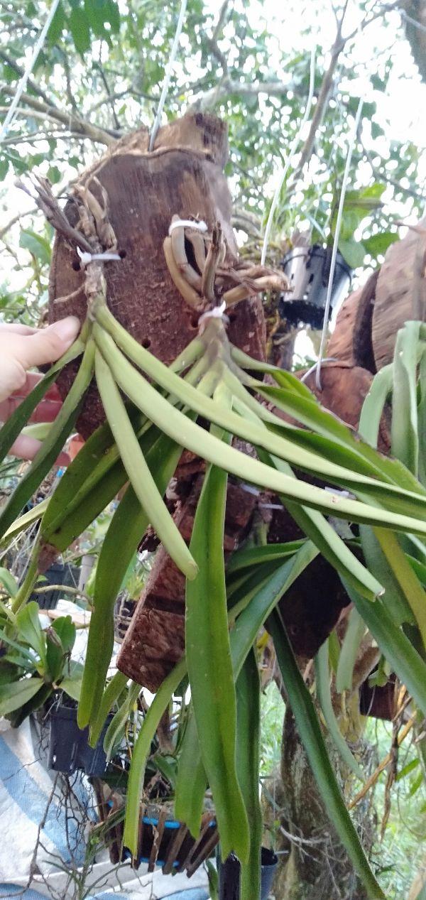 Hoa phong lan đuôi chồn cam kết chất lượng