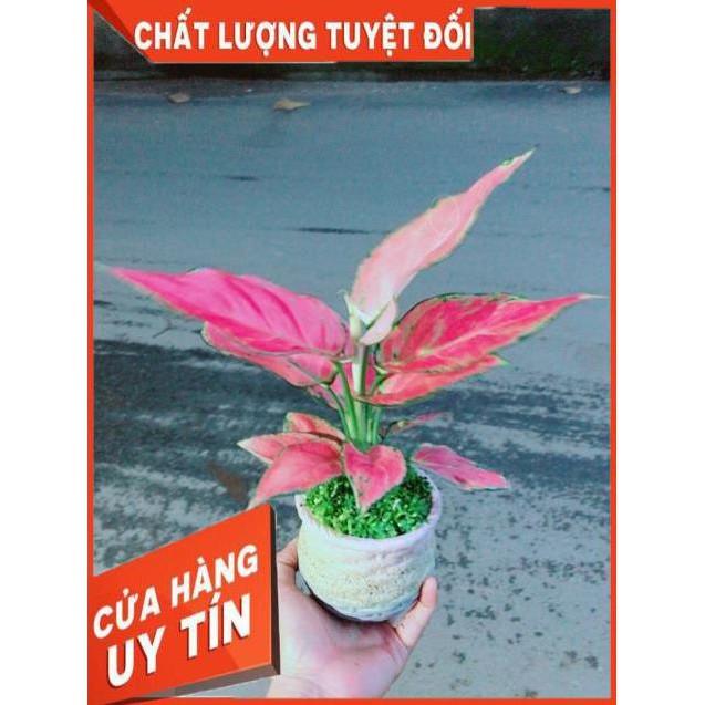 Chậu Vạn Lộc Hồng
