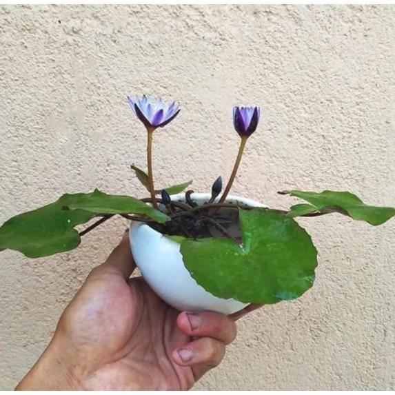 5 Hạt giống súng mini siêu nhỏ xinh nhiều màu