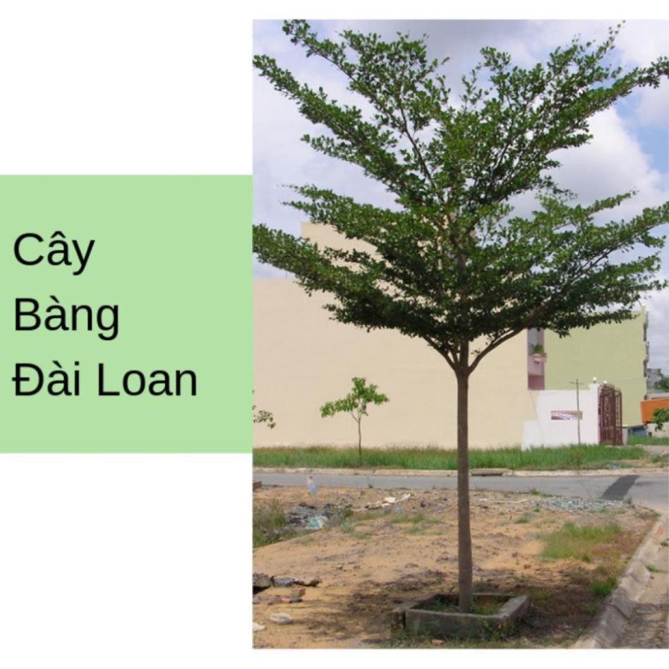 COMBO 2 CÂY GIỐNG BÀNG ĐÀI LOAN, CAM KẾT CHUẨN GIỐNG F1