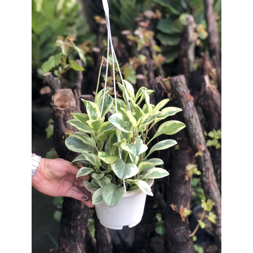 Chậu treo trường sinh xanh mini