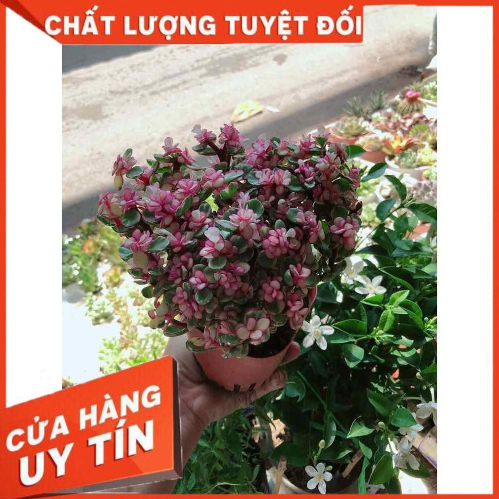 Đô la kiểng Nhiều Người Mua
