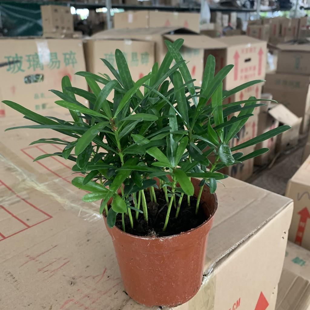 Cây tùng la hán để bàn cao 15cm, chậu cây nhiều thân nhánh xum xuê, cây phong thuỷ mang đến sự sung túc và tài lộc