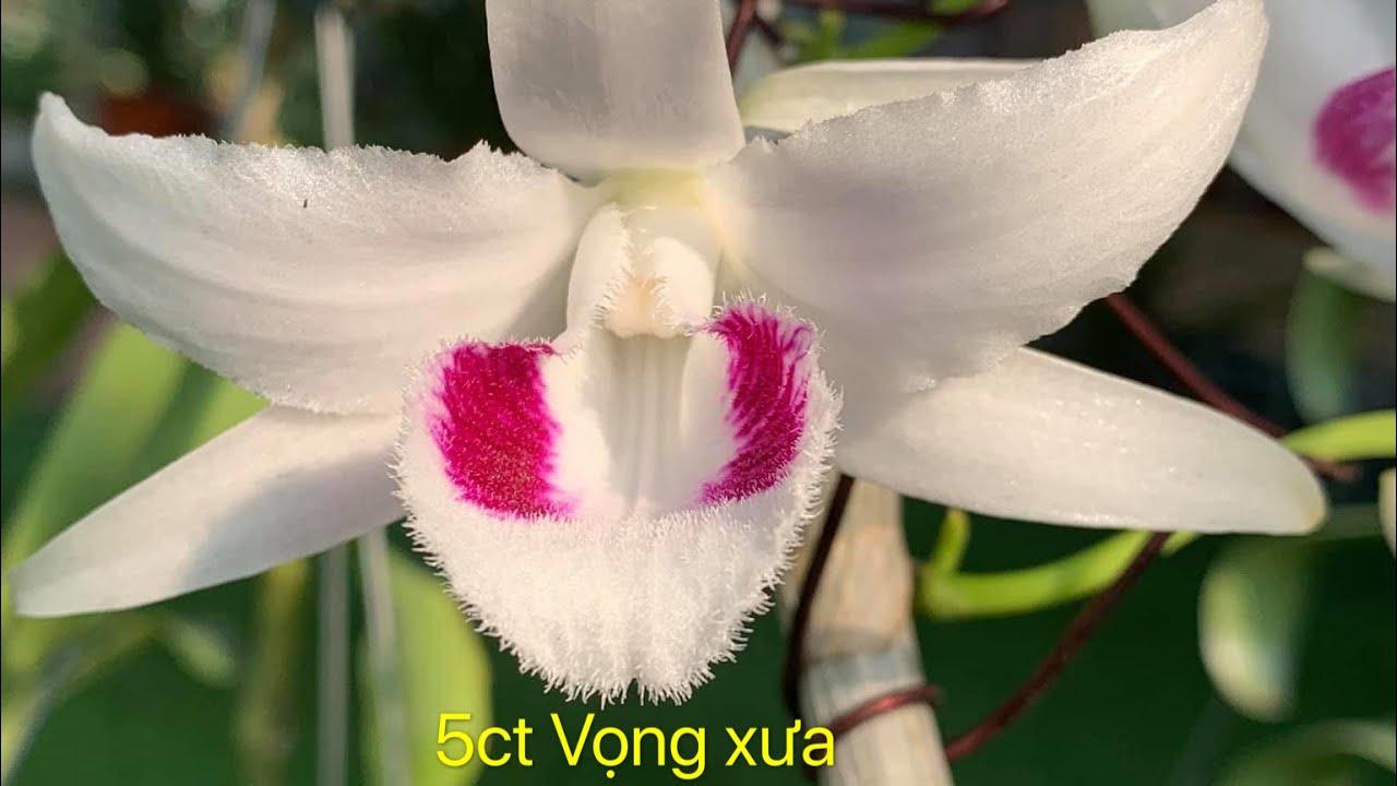 Phi điệp đột biến VỌNG XƯA